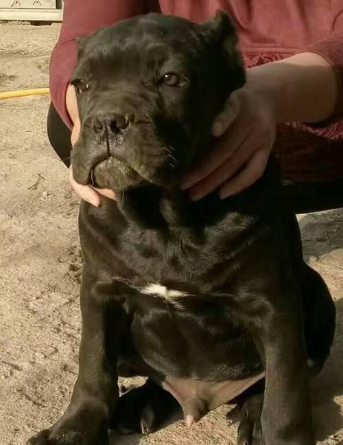 有什么当宠物狗?揭秘狗狗的多样魅力 有什么当宠物狗?揭秘狗狗的多样魅力