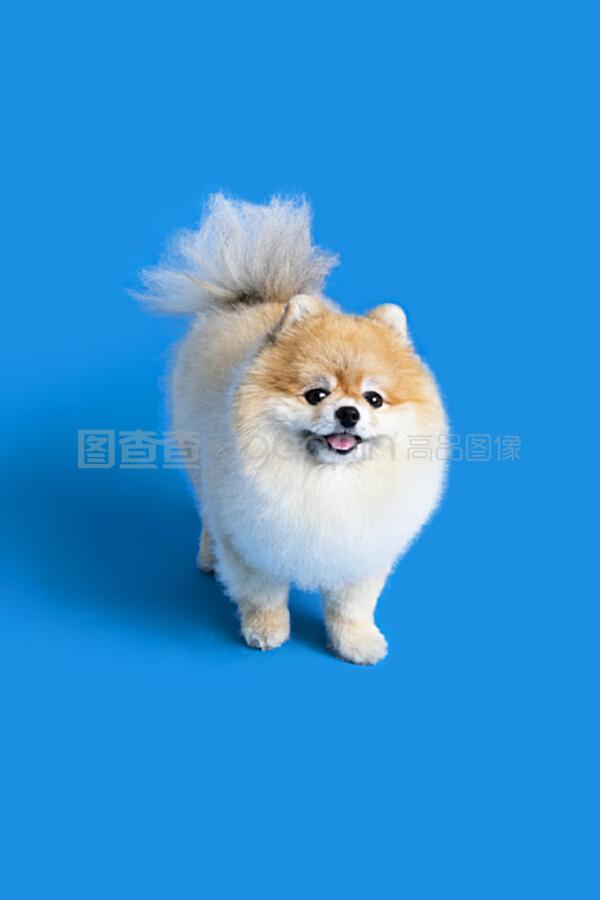 有什么当宠物狗?揭秘狗狗的多样魅力 有什么当宠物狗?揭秘狗狗的多样魅力