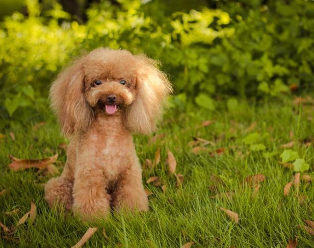 室内宠物狗布局：打造温馨舒适的狗狗乐园