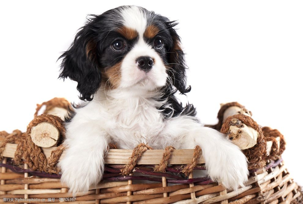 宠物狗洗澡对话配音：揭秘宠物护理的欢乐时光