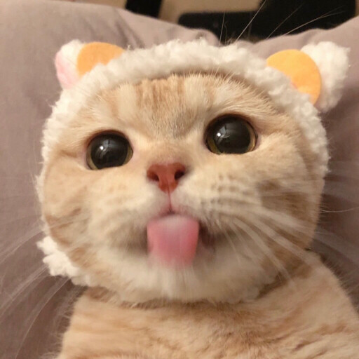 成年宠物狗的窝：打造温馨舒适的宠物家园