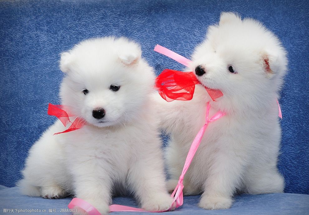 宠物狗豪华配饰：让爱宠成为时尚焦点