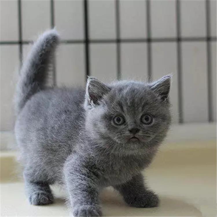 西昌上门收购宠物狗：温馨服务，让爱延续