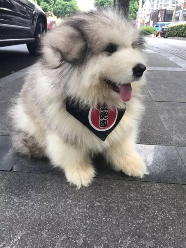 宠物狗睡觉习惯问题：揭秘狗狗的睡眠秘密